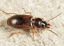 Bradycellus atrimedeus - photo 2