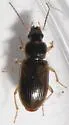 Bradycellus atrimedeus - photo 3