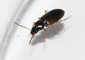 Bradycellus atrimedeus - photo 4