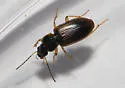 Bradycellus atrimedeus - photo 5