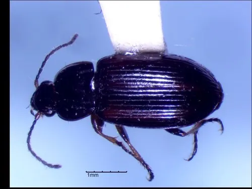 Bay-winged Harp Ground Beetle - photo 2