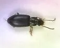 Bradycellus californicus
