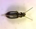 Bradycellus californicus - photo 2