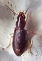 Bradycellus californicus - photo 3