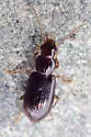 Bradycellus californicus - photo 4
