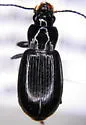 Bradycellus conformis