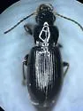Bradycellus conformis - photo 2