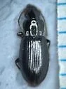 Bradycellus conformis - photo 3