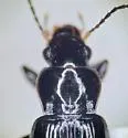 Bradycellus conformis - photo 5