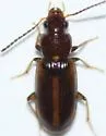 Bradycellus congener