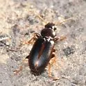 Bradycellus congener - photo 2