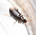 Bradycellus congener - photo 4