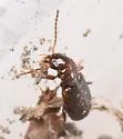 Bradycellus congener - photo 5