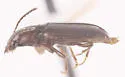 Bradycellus decorus - photo 2