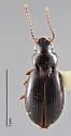 Bradycellus fenderi