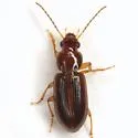 Bradycellus festinans - Bradycellus festinans