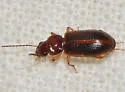 Bradycellus festinans - photo 2