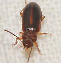 Bradycellus festinans - photo 3