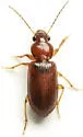 Bradycellus festinans - photo 4