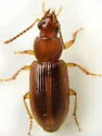 Bradycellus festinans - photo 5