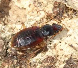 Bradycellus harpalinus - Bradycellus harpalinus