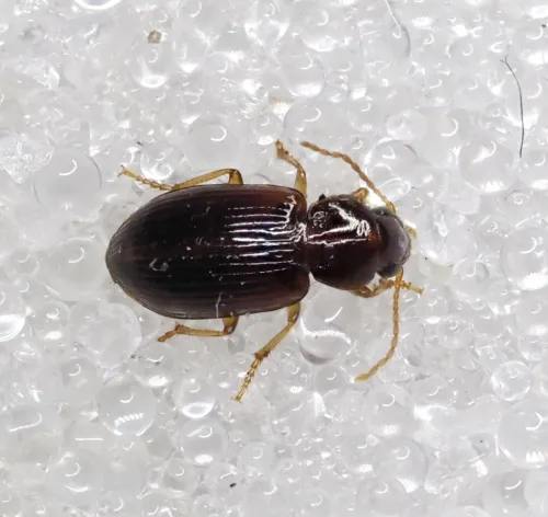 Bradycellus harpalinus - photo 2