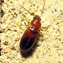 Bradycellus insulsus - photo 2