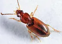 Bradycellus insulsus - photo 3
