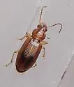 Bradycellus insulsus - photo 4