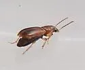 Bradycellus insulsus - photo 5