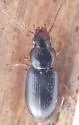 Bradycellus lecontei - photo 2