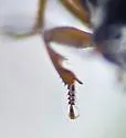 Bradycellus lecontei - photo 5