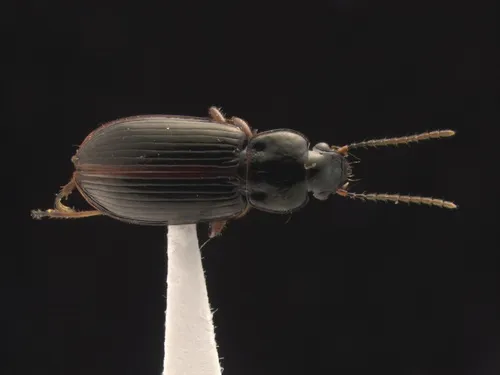 Bradycellus lugubris - Bradycellus lugubris