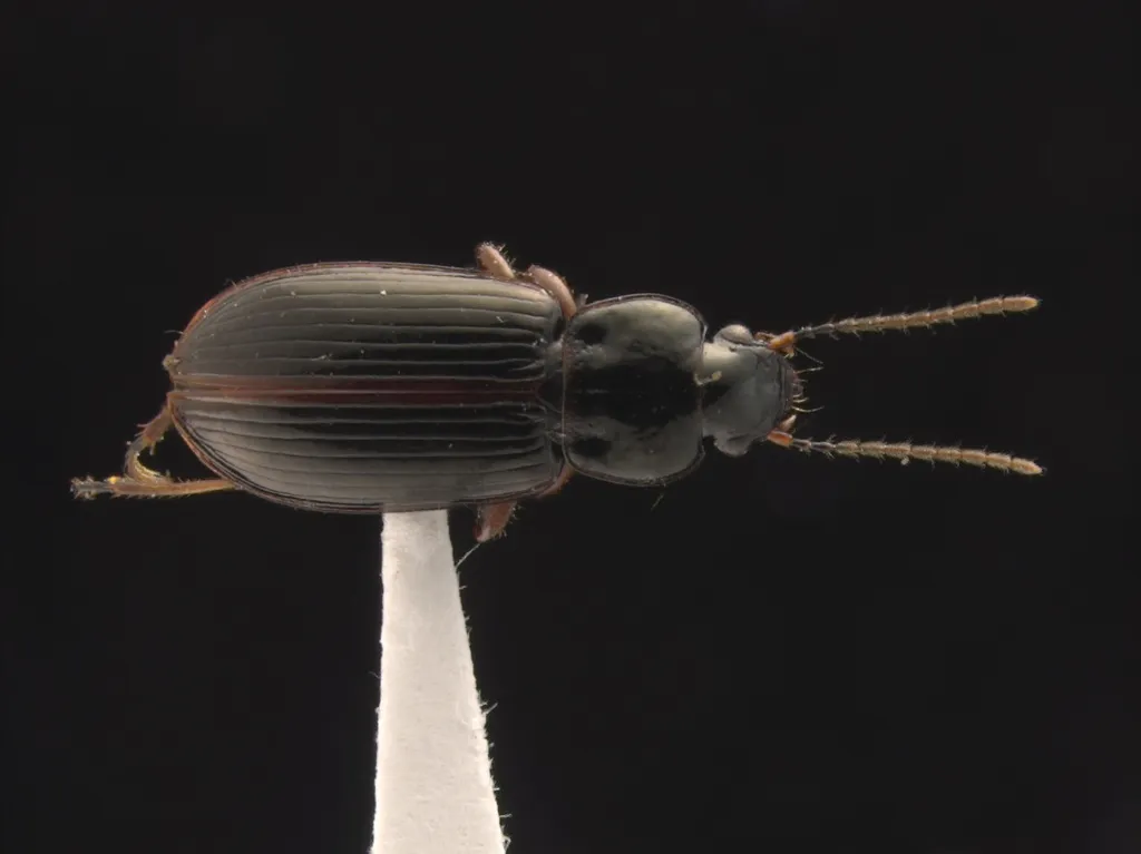 Bradycellus lugubris - photo 2