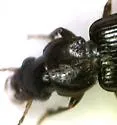 Bradycellus montanus - photo 2