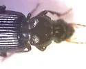 Bradycellus montanus - photo 3