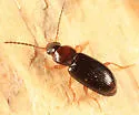 Bradycellus neglectus - Bradycellus neglectus