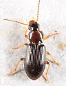 Bradycellus neglectus - photo 2