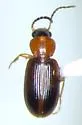 Bradycellus nigriceps - photo 2