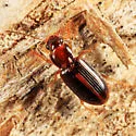 Bradycellus nigriceps - photo 3