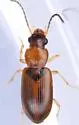 Bradycellus nigriceps - photo 4