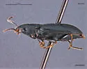Bradycellus nigrinus - photo 3