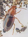Bradycellus nitidus - photo 2