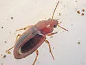 Bradycellus nitidus - photo 3