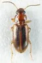 Bradycellus nubifer - photo 3