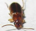 Bradycellus nubifer - photo 4