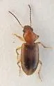 Bradycellus nubifer - photo 5