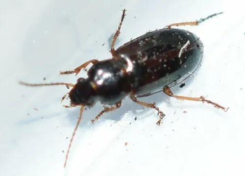 Shiny Harp Ground Beetle - Bradycellus politus
