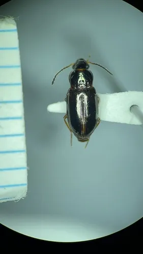 Shiny Harp Ground Beetle - photo 2