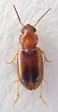 Bradycellus rivalis - photo 2